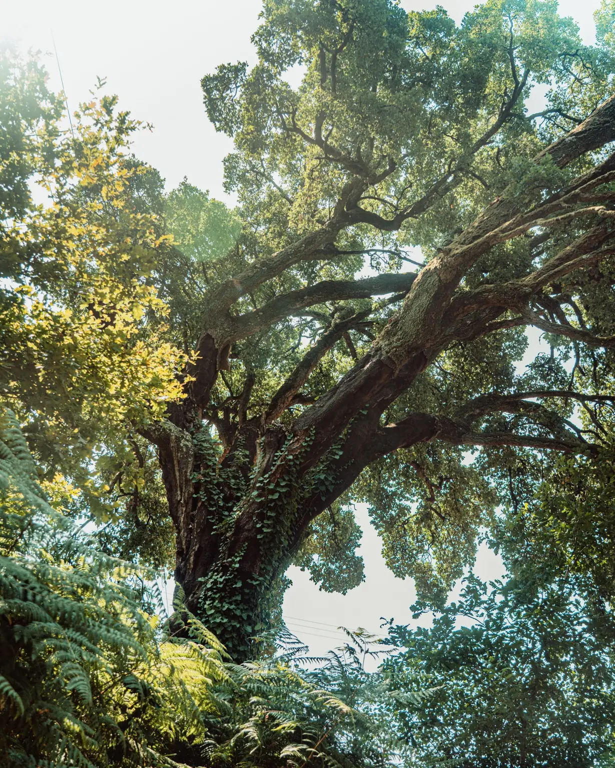 Mesa Aberta e VERDE — comunidade e montado