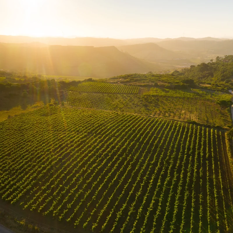 vinhas vistas do ar ao pôr do sol, com as filas a correr pelas colinas