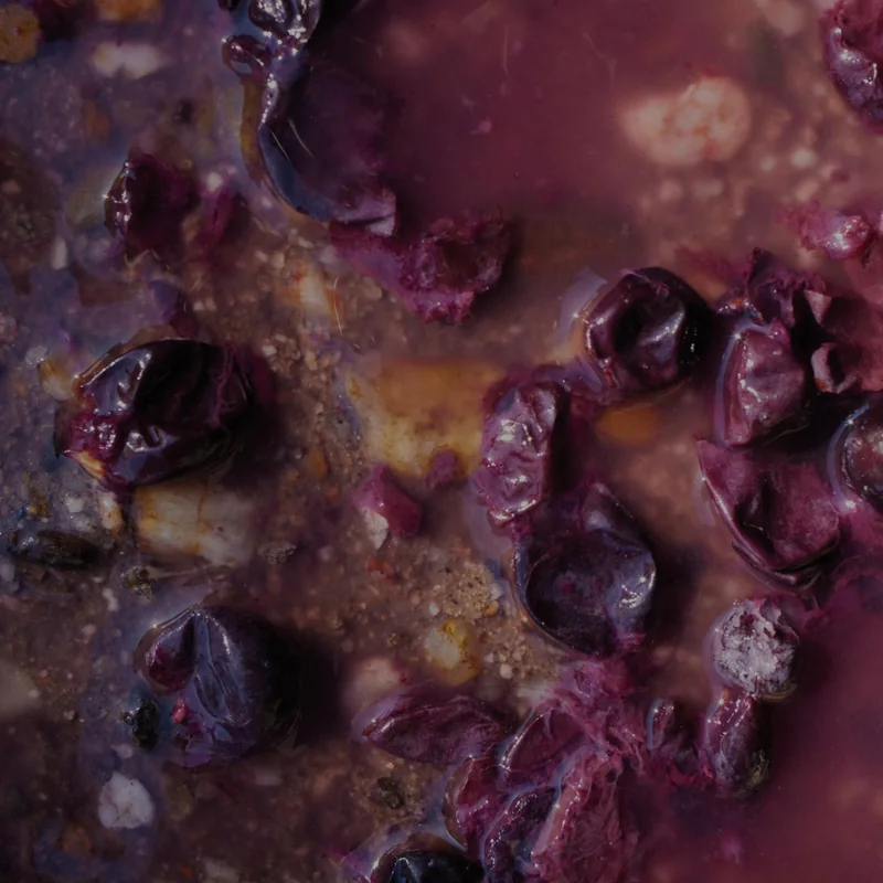 uvas tintas a desfazer-se enquanto fermentam, vistas de perto