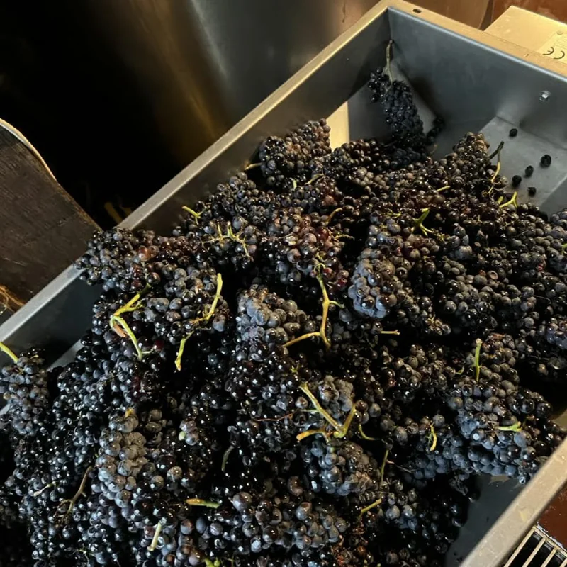 cachos de uvas tintas no desengaçador, na vindima