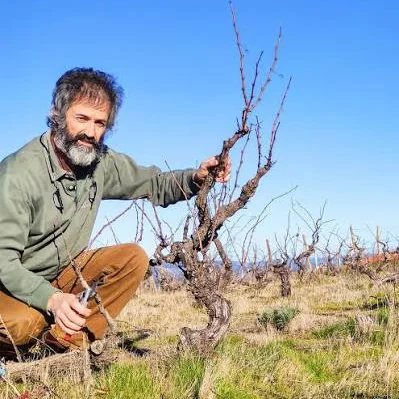 a podar uma cepa velha no inverno