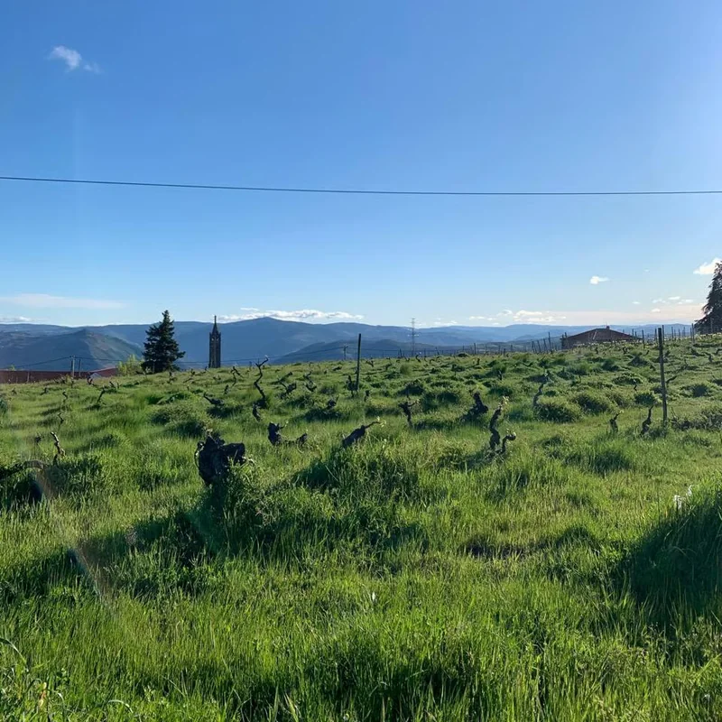 a vinha da Protótipo na primavera, cepas velhas no meio da erva alta e serras ao fundo