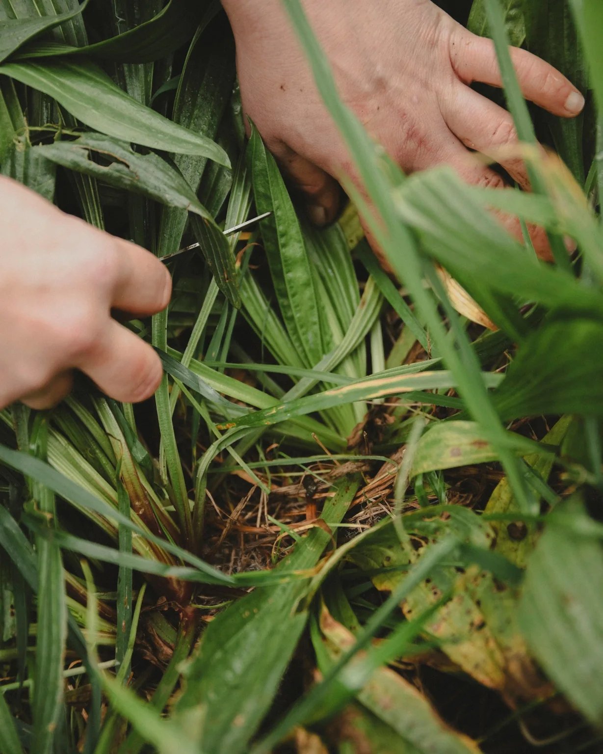 harvesting greens, farm