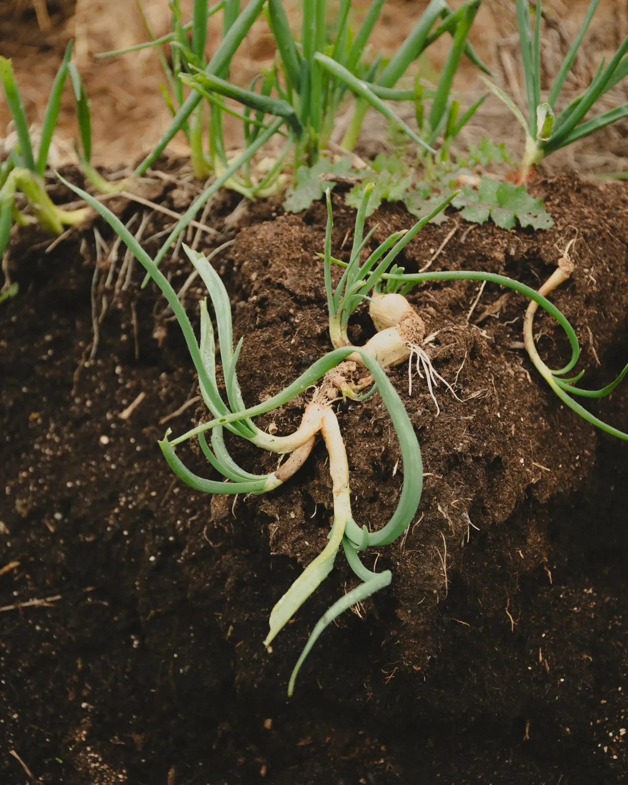 spring onions from soil