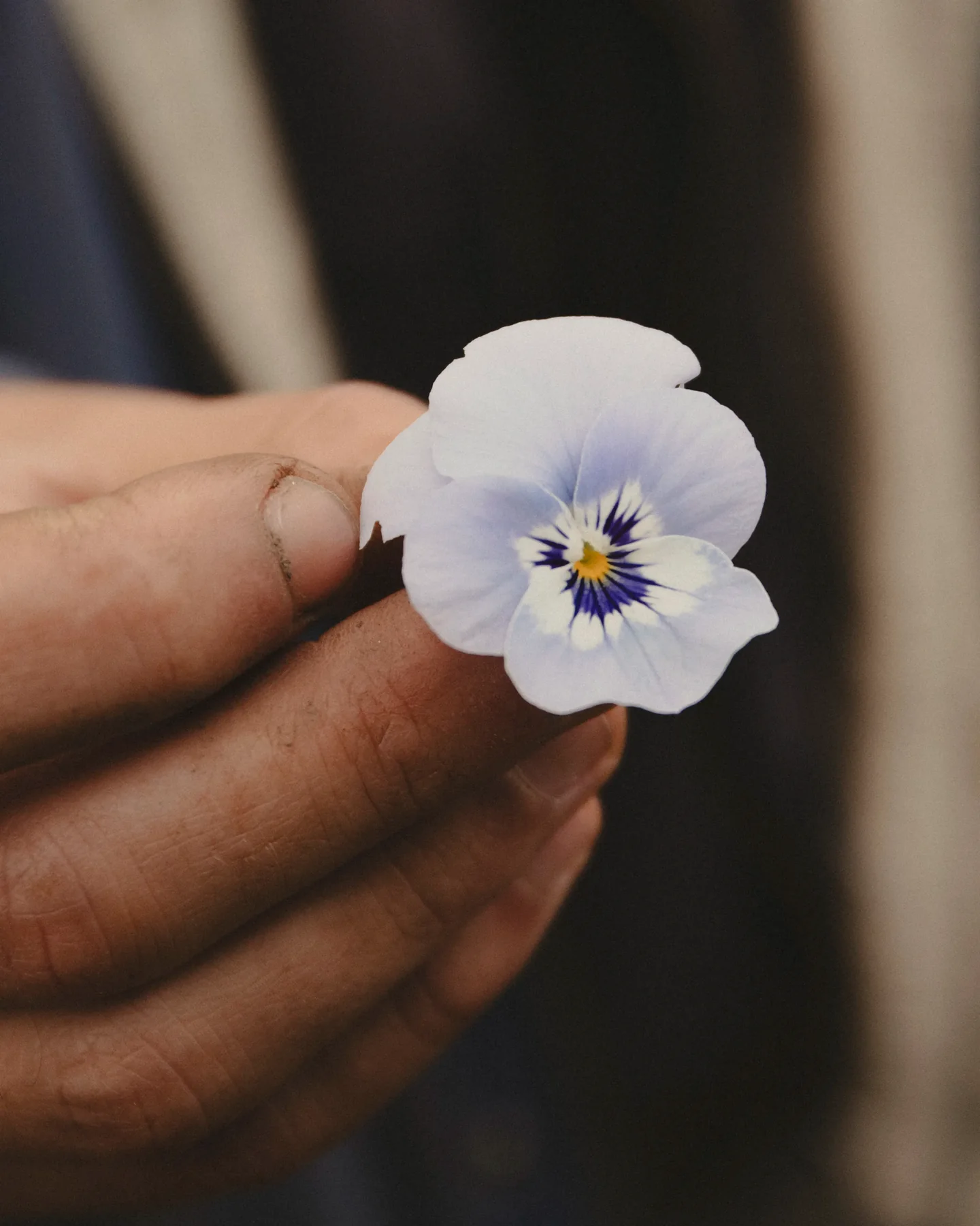 edible flower, viola