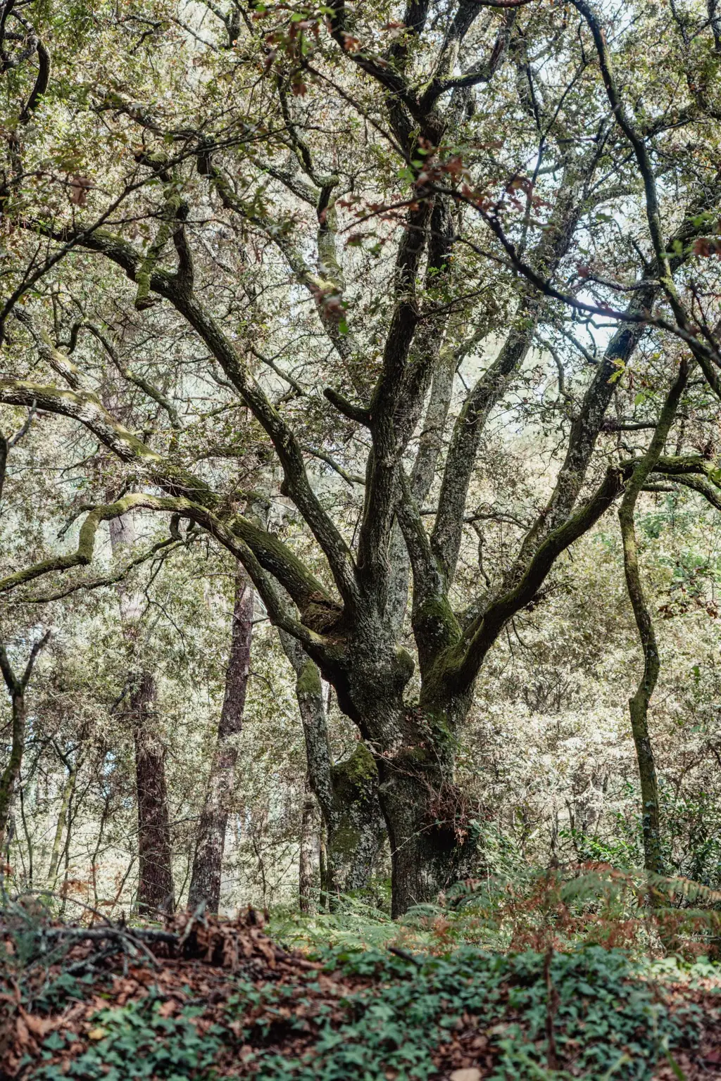 gnarled oak, Lousada forest