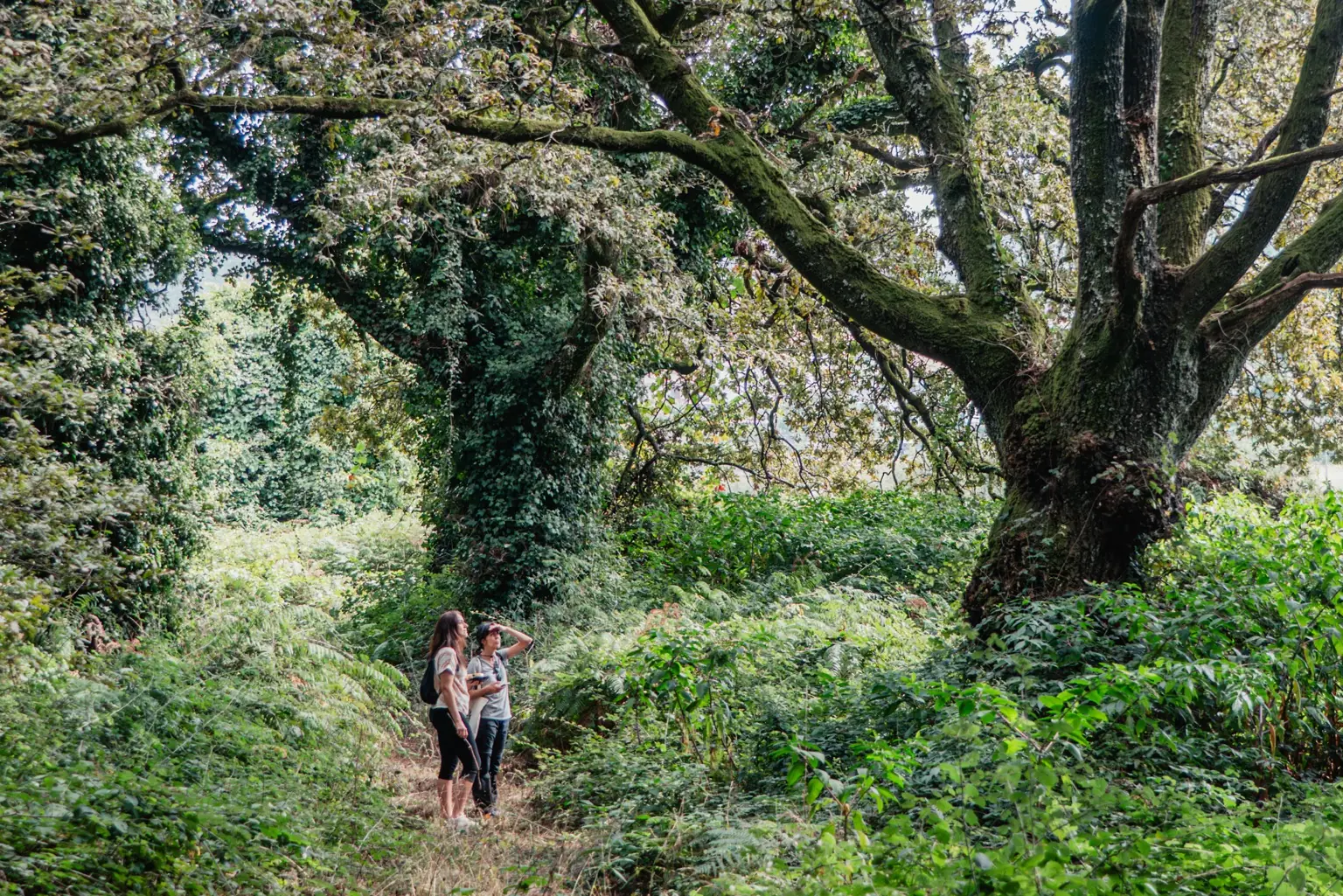 Gigantes Verdes — ancient oak forest, Lousada