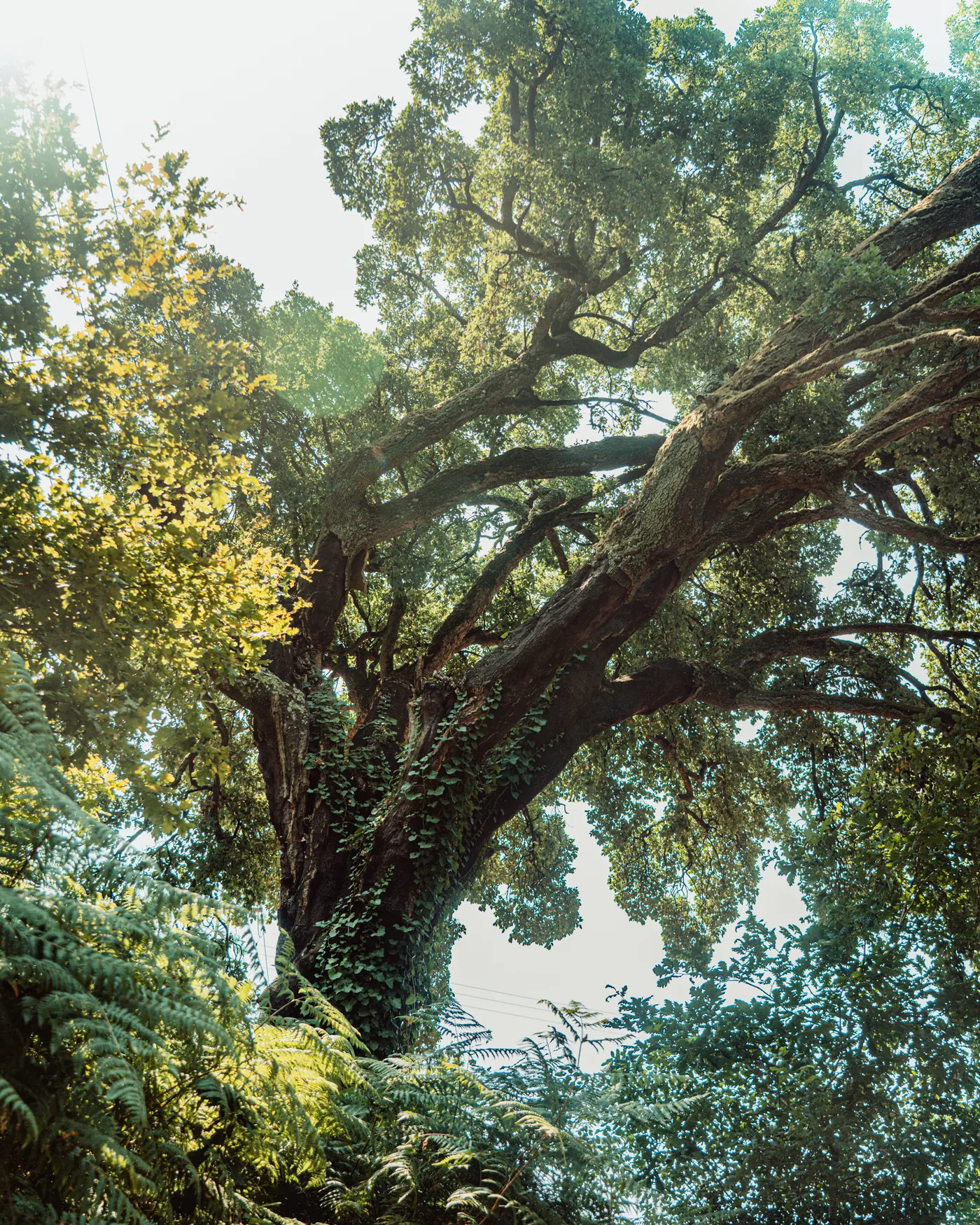 a giant oak