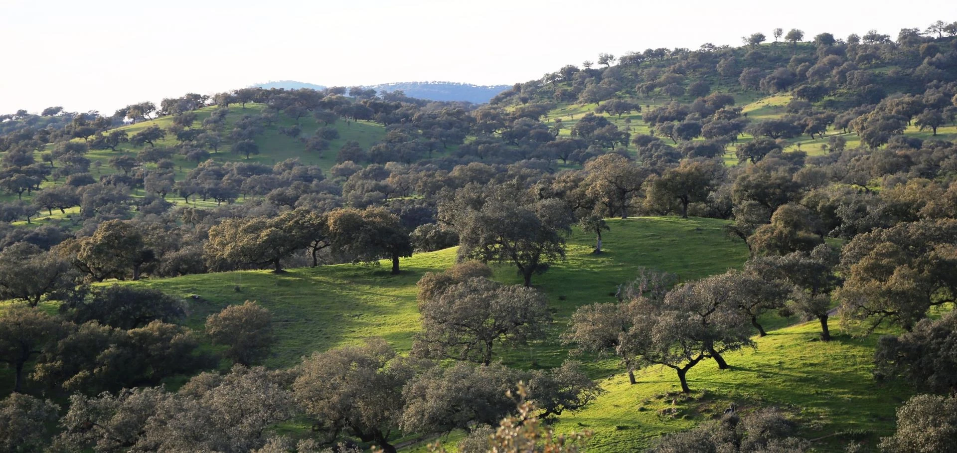 the montado, open oak country