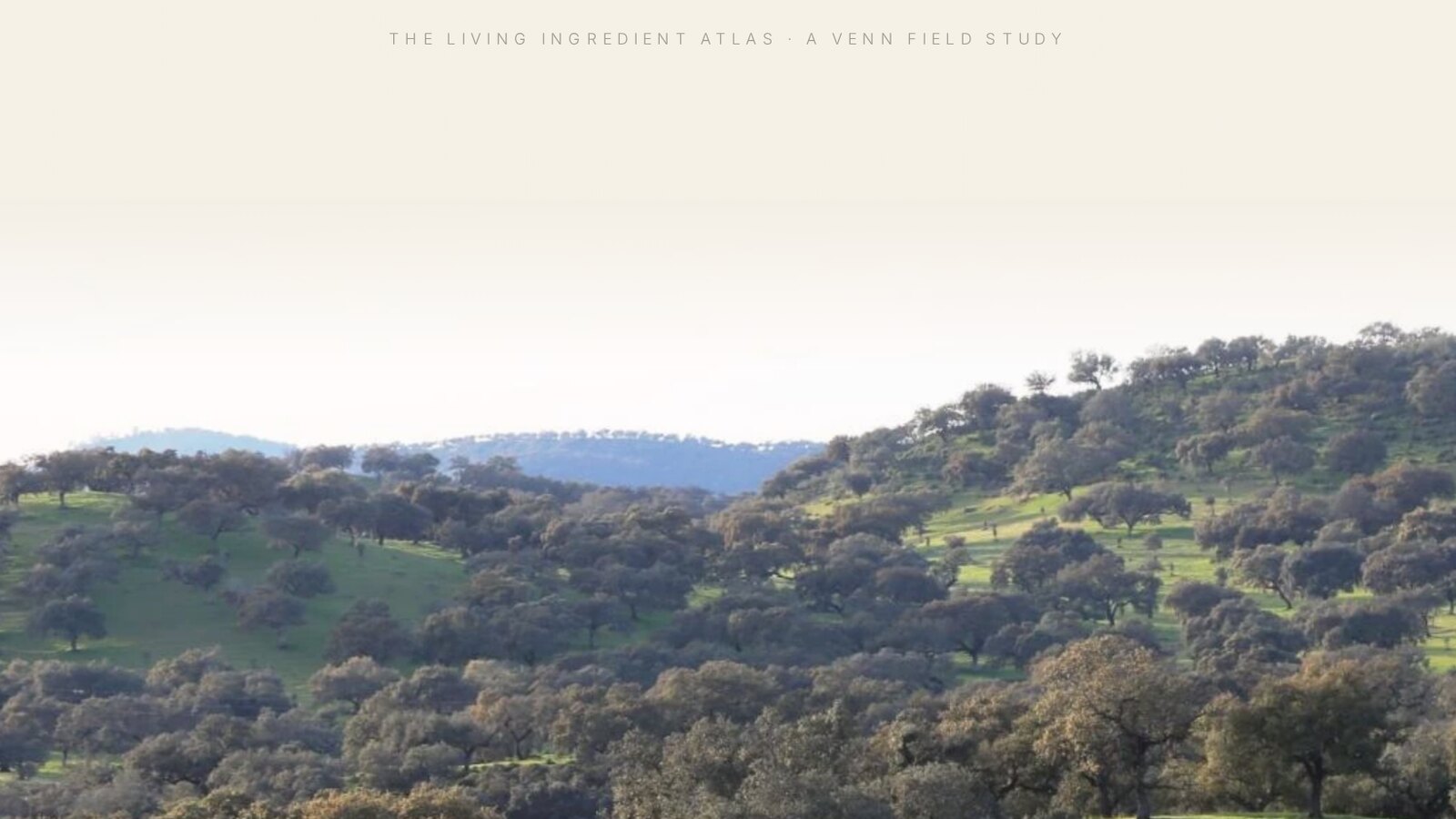 The montado, open oak country of the Alentejo where the acorn grows