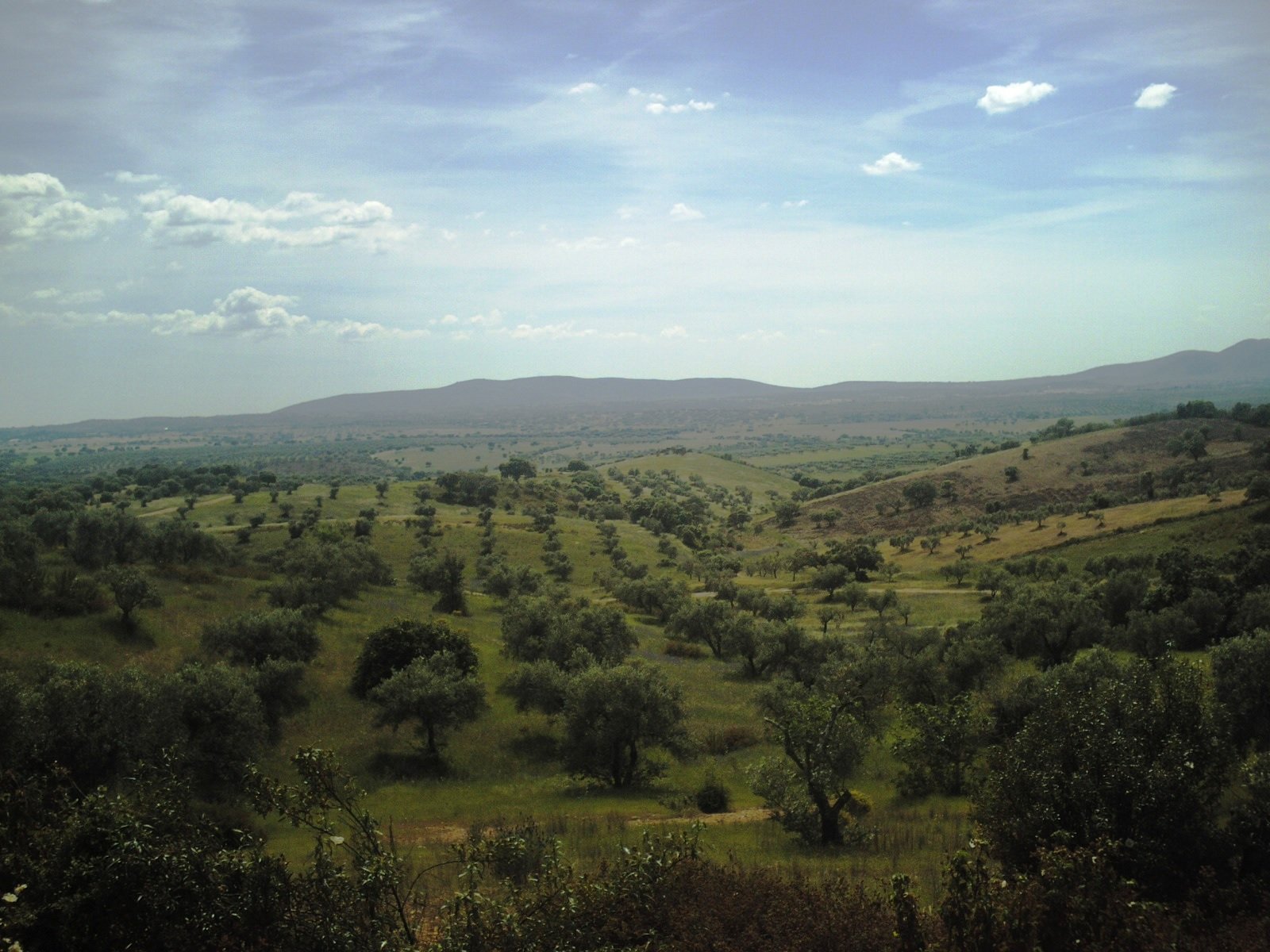 Campo aberto de carvalhos no interior de Portugal